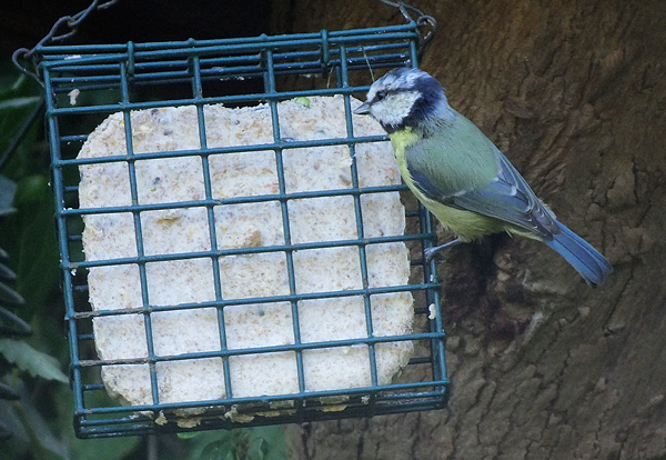 Feasts of fat! Not for us...for the birds.